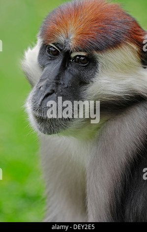 Red-capped Mangabey, Cherry Crowned Mangabey or White-collared Mangabey (Cercocebus torquatus), male, portrait, native to Africa Stock Photo