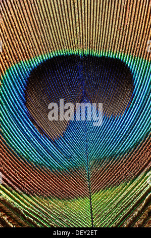 Indian Peafowl (Pavo cristatus), detail of a tail feather from the male, North Rhine-Westphalia Stock Photo
