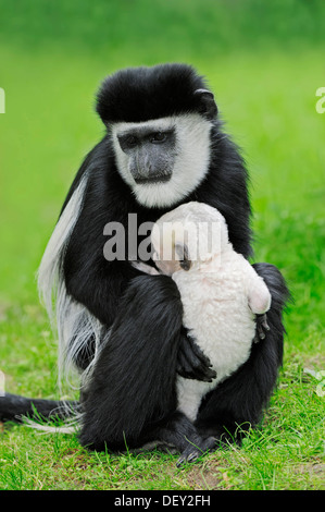 Mantled Guereza, Eastern Black-and-white Colobus or Abyssinian Black-and-white Colobus (Colobus guereza) with young Stock Photo