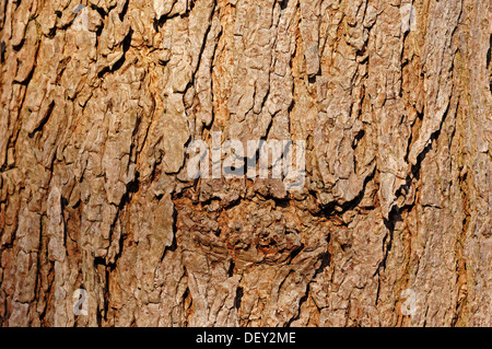 Southern Catalpa, Cigar Tree or Indian Bean Tree (Catalpa bignonioides, Catalpa syringifolia), detail of bark Stock Photo