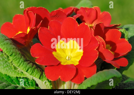 Primrose (Primula acaulis, Primula vulgaris) Stock Photo