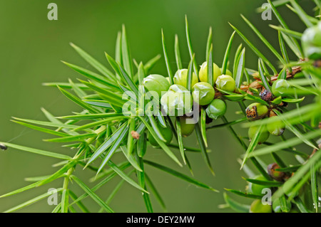 Common Juniper (Juniperus communis), branch with fruit, Lueneburg Heath, Lower Saxony Stock Photo