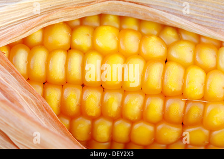 Maize (Zea mays), corn on the cob, corn kernels Stock Photo
