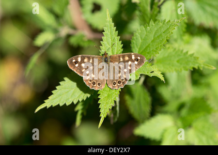 Speckled Wood butterfly (Pararge aegeria) - UK Stock Photo