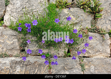 Bellflower (Campanula sp.), garden plant Stock Photo