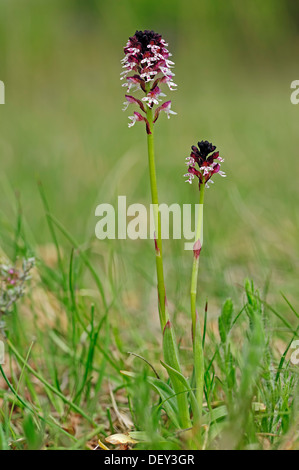 Burnt Orchid (Neotinea ustulata ssp. Ustulata, Orchis ustulata ssp. Ustulata), Provence, Southern France, France, Europe Stock Photo