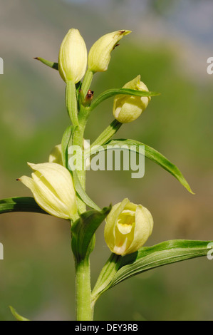 White Helleborine (Cephalanthera damasonium), Provence, Southern France, France, Europe Stock Photo