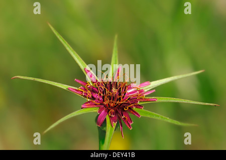 Purple Salsify, Oyster Plant, Vegetable Oyster, Jerusalem Star or Goatsbeard (Tragopogon porrifolius), Provence, Southern France Stock Photo