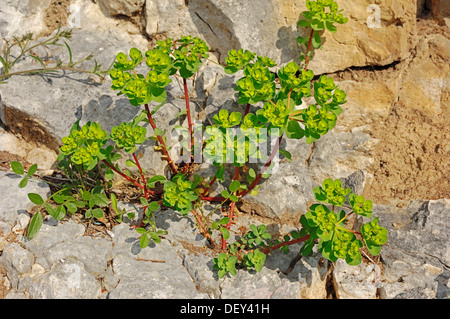 Sun Spurge (Euphorbia helioscopia), Provence, Southern France, France, Europe Stock Photo