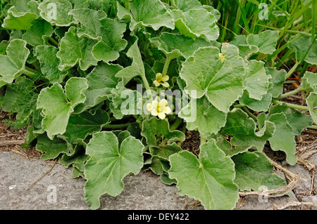 Squirting Cucumber or Exploding Cucumber (Ecballium elaterium), Provence, Southern France, France, Europe Stock Photo