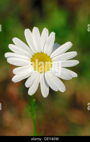 Ox-eye Daisy (Leucanthemum vulgare, Chrysanthemum leucanthemum), North Rhine-Westphalia Stock Photo