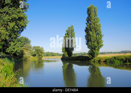 Lombardy Poplars (Populus nigra var. italica) alongside the Lippe River, North Rhine-Westphalia Stock Photo