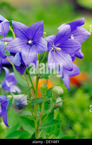 Chinese Bellflower or Common Balloon Flower (Platycodon grandiflorus, Campanula glauca, Campanula grandiflora Stock Photo