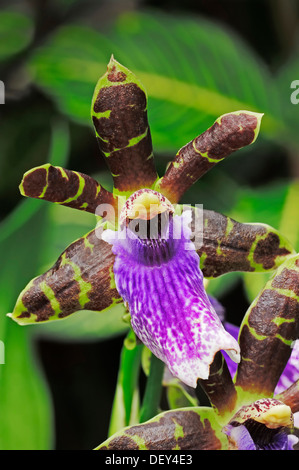 Orchid (Zygopetalum hybrid), ornamental plant Stock Photo