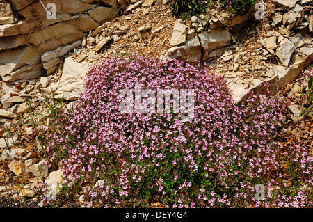 Rock Soapwort or Tumbling Ted (Saponaria ocymoides), Provence, Southern France, France, Europe Stock Photo