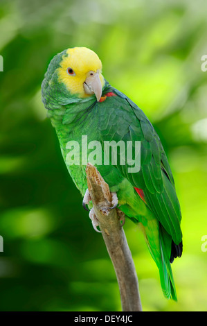 Yellow-headed Amazon, Yellow-headed Parrot and Double Yellow-headed Amazon or Belize-Yellow-headed Amazon (Amazona oratrix Stock Photo