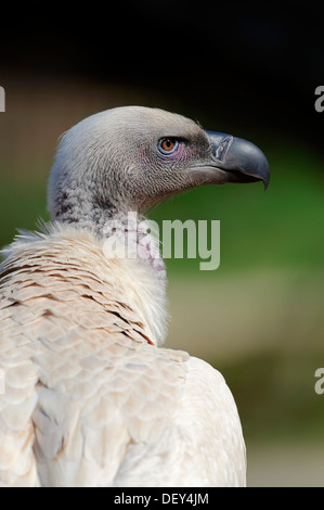 Cape Griffon or Cape Vulture, also Kolbe's Vulture (Gyps coprotheres), portrait, The Netherlands Stock Photo