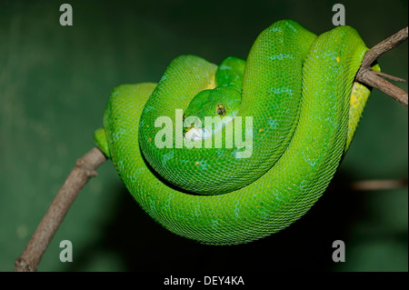 Green Tree Python (Chondropython viridis, Morelia viridis), native to New Guinea, captive, Bergkamen, North Rhine-Westphalia Stock Photo