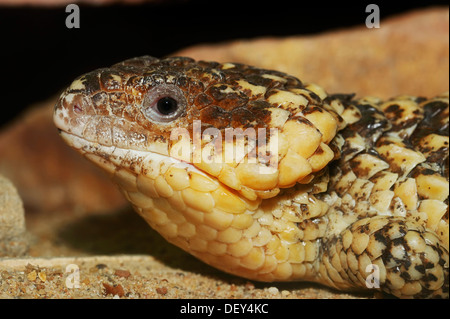 Bobtail Skink or Western Shingleback (Tiliqua rugosa, Trachydosaurus rugosus), portrait, native to Australia, captive, Bergkamen Stock Photo