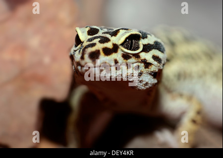 Leopard Gecko (Eublepharis macularius), portrait, native to Asia, captive, Kamen, North Rhine-Westphalia, Germany Stock Photo