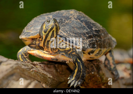 Red-eared Slider (Trachemys scripta elegans, Pseudemys scripta elegans), native to North America, introduced in Europe, captive Stock Photo