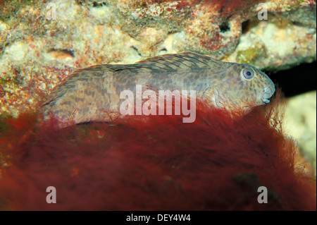 Peacock Blenny (Blennius pavo, Lipophrys pavo), native to the Mediterranean Sea and the Eastern Atlantic Ocean, captive Stock Photo