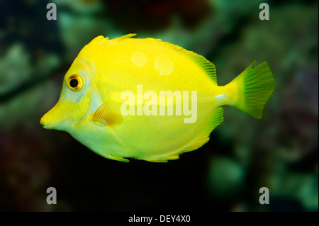Yellow Tang (Zebrasoma flavescens), native to the western Pacific Ocean, captive, North Rhine-Westphalia, Germany Stock Photo