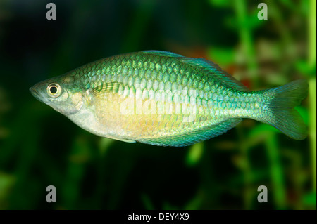 Neon Dwarf Rainbowfish (Melanotaenia praecox), female, native to New Guinea, captive, North Rhine-Westphalia, Germany Stock Photo