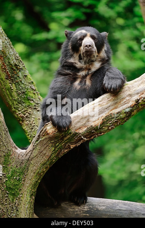 Spectacled or Andean Bear (Tremarctos ornatus), occurrence in South America, captive, Germany Stock Photo