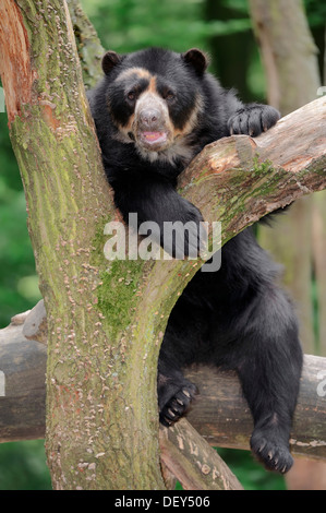 Spectacled or Andean Bear (Tremarctos ornatus), occurrence in South America, captive, Germany Stock Photo