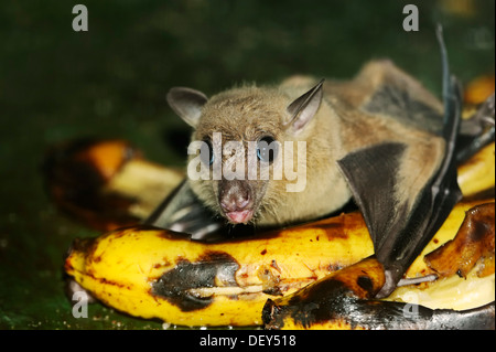 Egyptian fruit bat or Egyptian rousette (Rousettus aegyptiacus), male, feeding on a banana, native to Africa and the Arabian Stock Photo