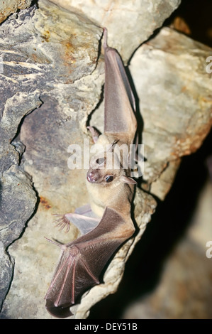 Egyptian fruit bat or Egyptian rousette (Rousettus aegyptiacus), male, native to Africa and the Arabian Peninsula, captive Stock Photo