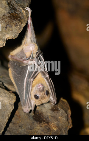 Egyptian fruit bat or Egyptian rousette (Rousettus aegyptiacus), male, native to Africa and the Arabian Peninsula, captive Stock Photo