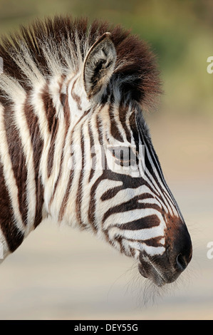 Chapman's zebra (Equus quagga chapmani, Equus burchellii chapmani), portrait, native to Zimbabwe, Botswana and Zambia, captive Stock Photo