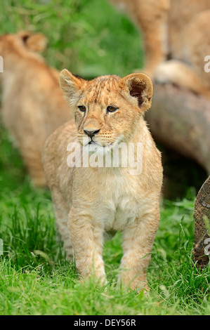 Lion (Panthera leo) cub, captive, Germany