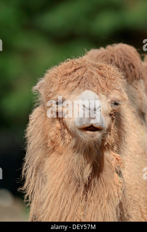 Bactrian Camel (Camelus ferus bactrianus, Camelus bactrianus bactrianus), native to Asia, captive, The Netherlands Stock Photo