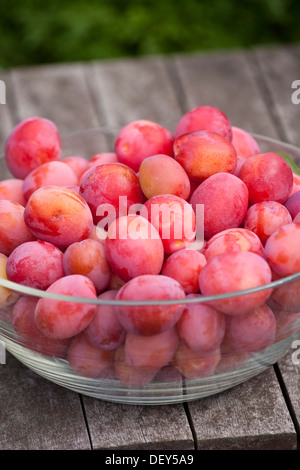Victoria plums in a large glass bowl. Stock Photo