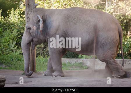 Asian elephant, Elephas maximus, in Bioparco, Rome, Italy, Europe Stock Photo