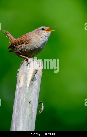 Wren (Troglodytes troglodytes), singing on fence post, North Rhine-Westphalia, Germany Stock Photo