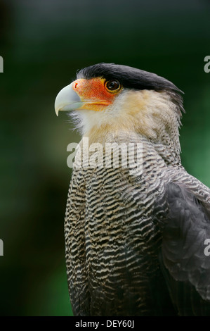 Southern Crested Caracara, Southern Caracara or Carancho (Polyborus plancus), portrait, occurrence in North and South America Stock Photo