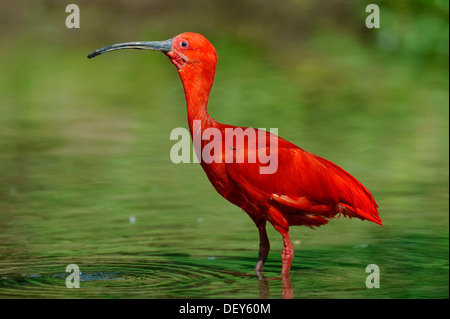 Scarlet Ibis (Eudocimus ruber), occurrence in South America, captive, The Netherlands