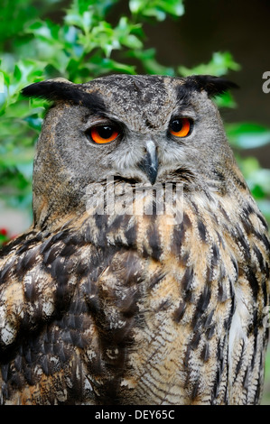 European or Eurasian Eagle Owl (Bubo bubo), portrait, captive, Germany Stock Photo