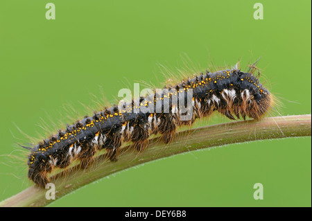 Caterpillar of the Drinker moth (Philudoria potatoria), North Rhine-Westphalia, Germany Stock Photo