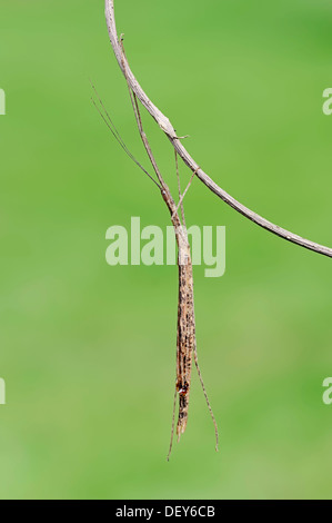 Sippi Insect Grasshopper Sipyloidea sipylus Stock Photo - Alamy