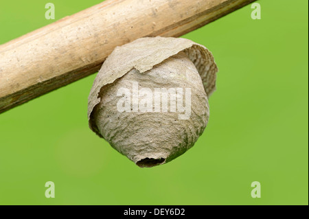 Wasp nest, Saxon Wasp (Dolichovespula saxonica), North Rhine-Westphalia, Germany Stock Photo