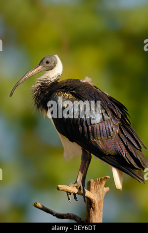 Straw-necked Ibis (Threskiornis spinicollis, Carphibis spinicollis), occurrence in Australia, captive, The Netherlands Stock Photo