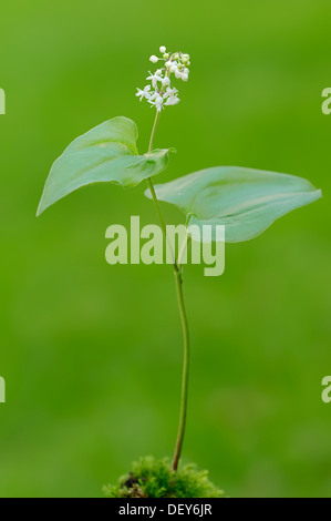 False lily of the valley or May lily (Maianthemum bifolium), North Rhine-Westphalia, Germany Stock Photo