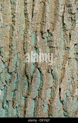 English oak (Quercus robur, Quercus pedunculata), oak bark, Bergkamen, North Rhine-Westphalia, Germany Stock Photo
