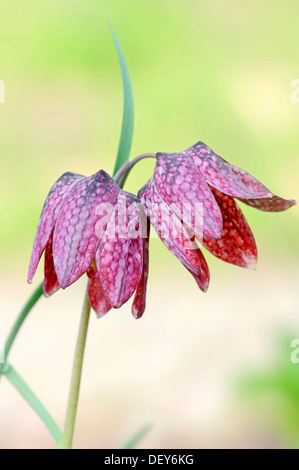 Fritillary, snake's head fritillary or chess flower (Fritillaria meleagris), North Rhine-Westphalia, Germany Stock Photo