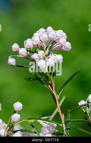 Rosemary, Bog Rosemary (Andromeda polifolia, Andromeda rosmarinifolia), flowering, North Rhine-Westphalia, Germany Stock Photo